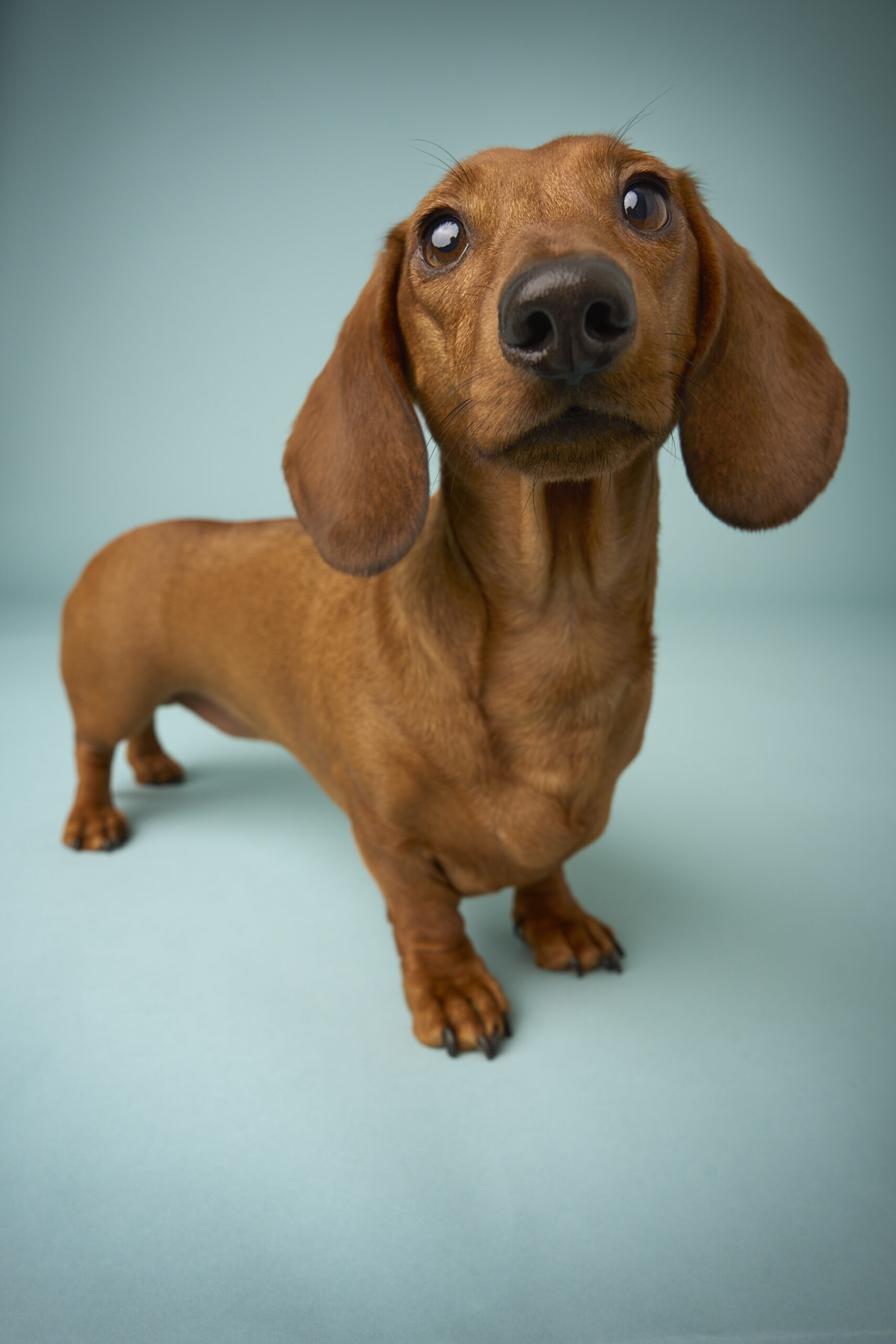 Dog portrait — Dog Gone Art Photography Calgary