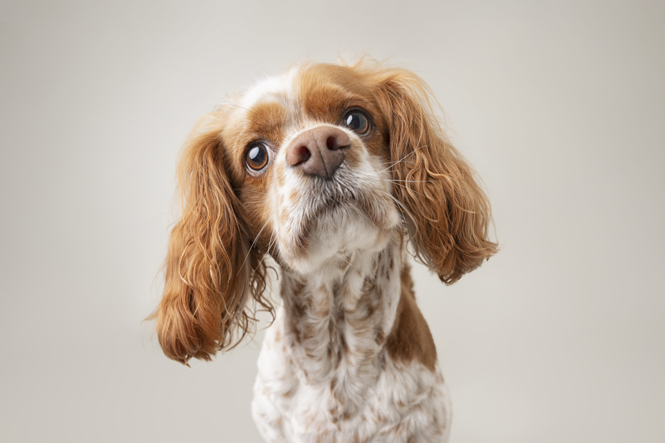 Dog portrait — Dog Gone Art Photography Calgary
