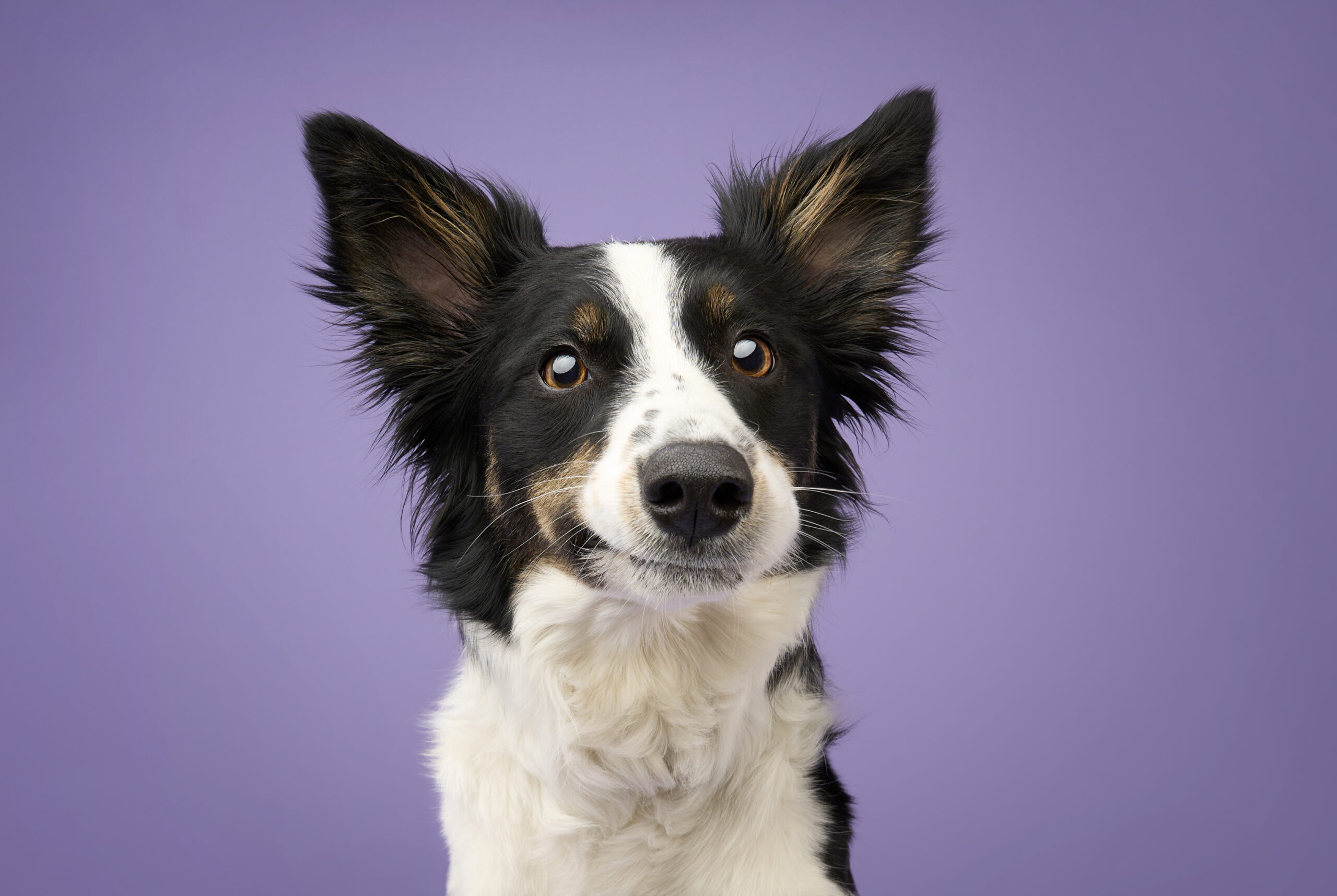 Dog portrait — Dog Gone Art Photography Calgary