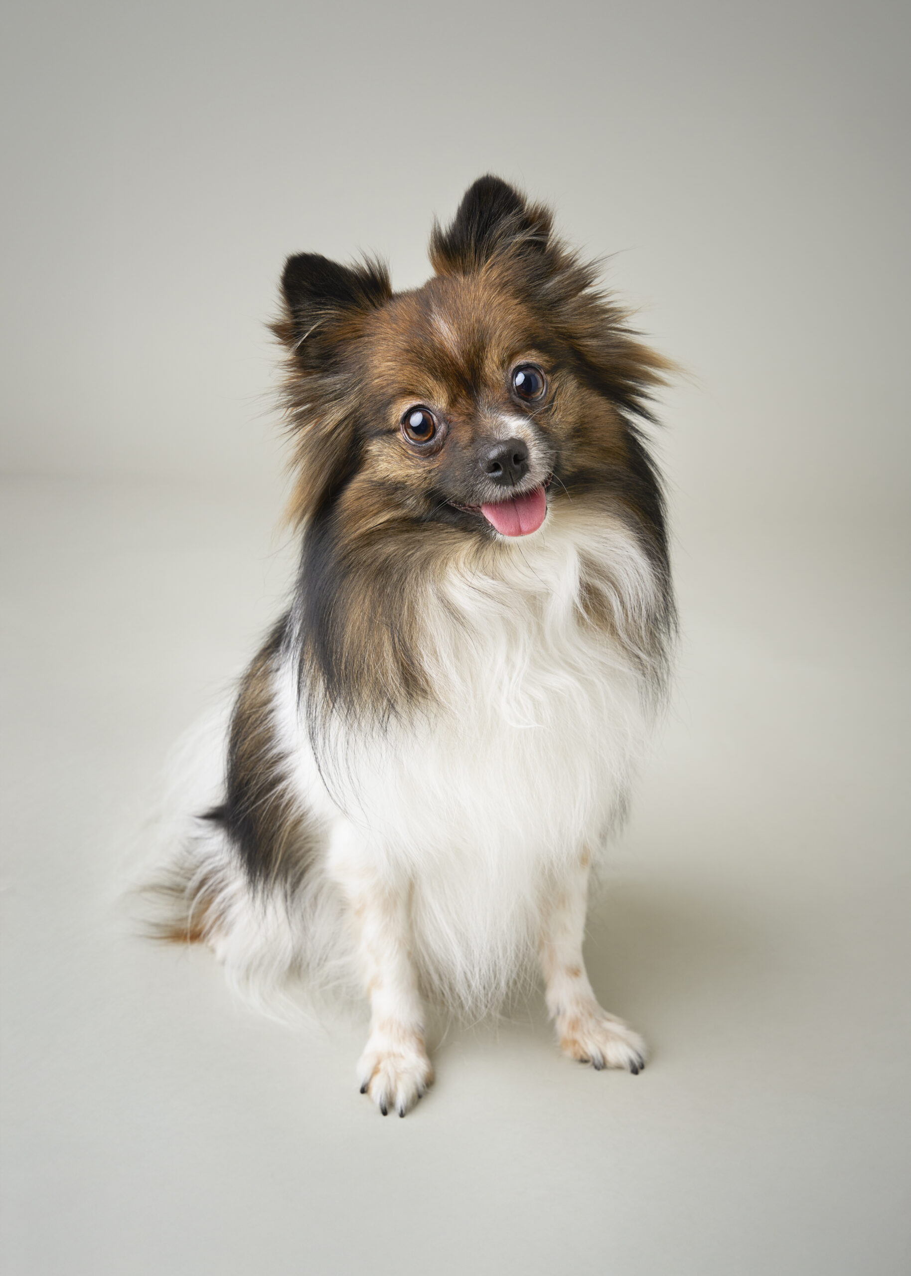 Dog portrait — Dog Gone Art Photography Calgary