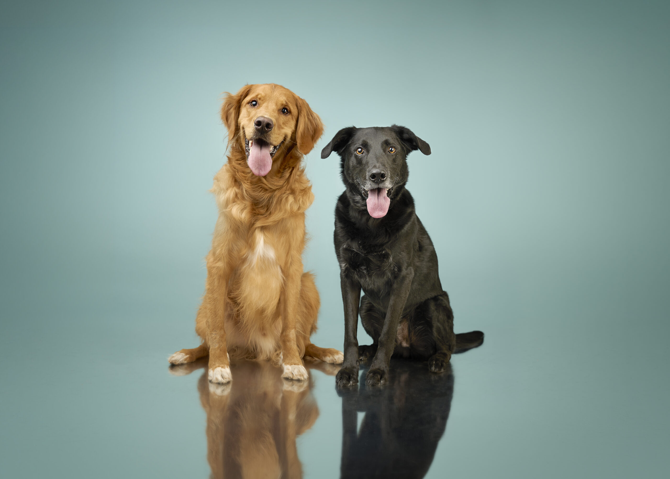 Dog portrait — Dog Gone Art Photography Calgary